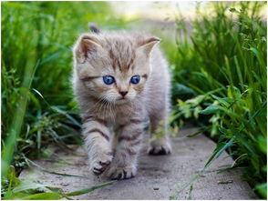 娱乐吃瓜酱旅馆猫咪,揭秘娱乐吃瓜酱旅馆的喵星人生活